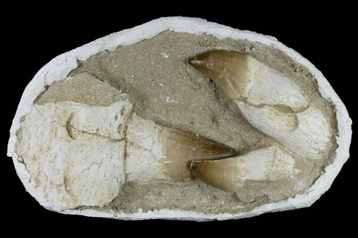 Three, Large Rooted Mosasaur Teeth In Rock - Morocco #115781